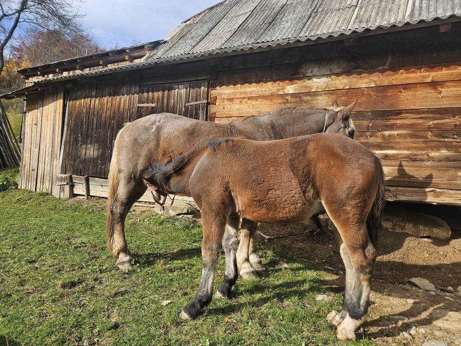 Vând mânz din cai semigrei