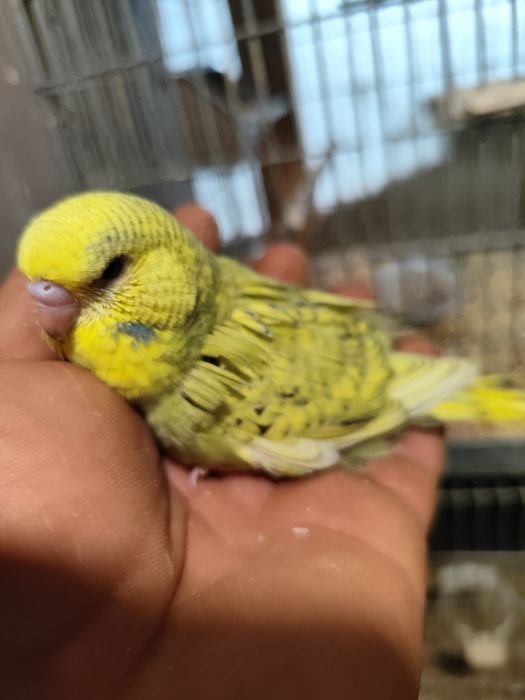 Papagali perusi inelați