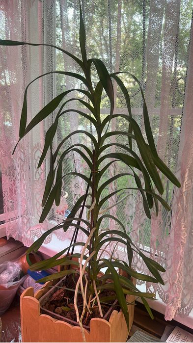 Продам орхидею ванду