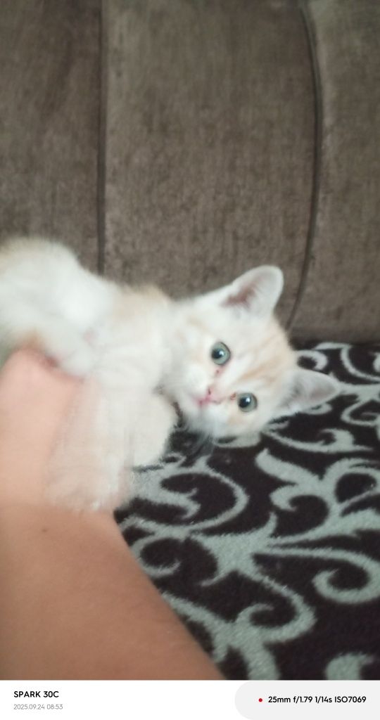 Потерялся котик город Атбасар