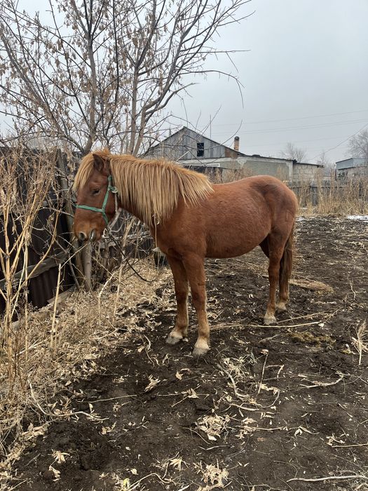 Құнан 2,5 жасар полутяж