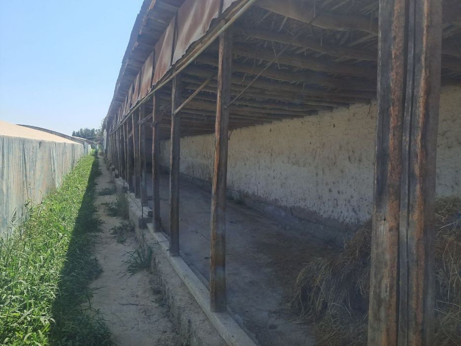 Yangiyul tumanida qora mol un ferma issiqxona teplitsasi bn sotiladi