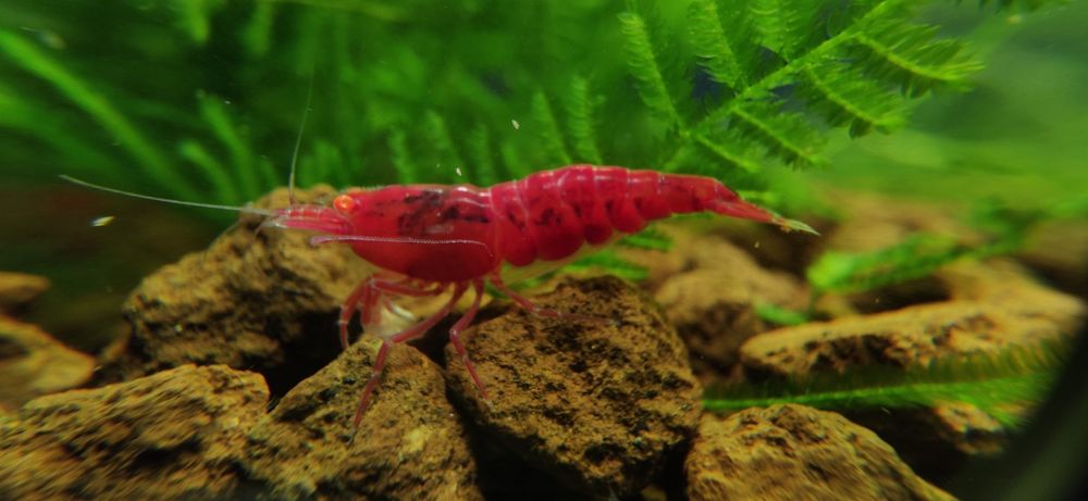 Декоративные аквариумные креветки