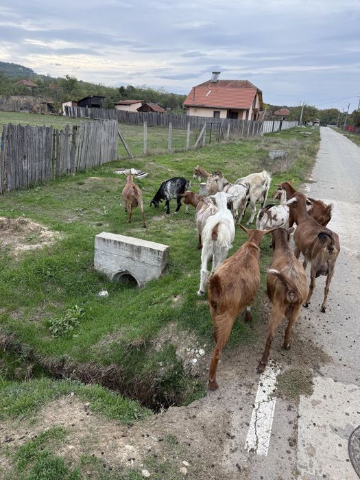 Vand 9 capre si țap
