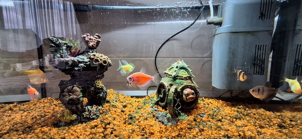 Acvariu Diversa foarte bine intretinut