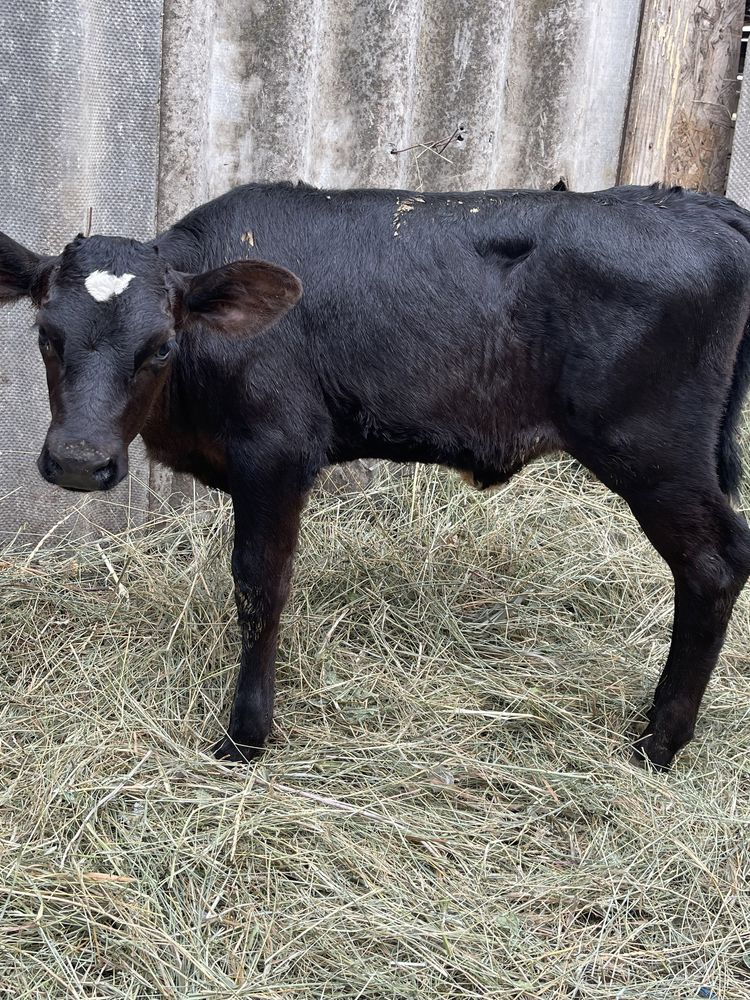 Taur si vitaea angus