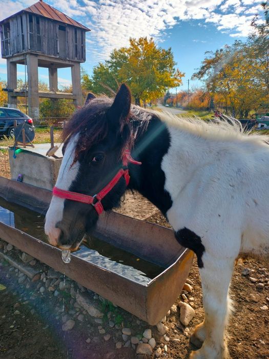 Vand un manz de 1 an jumate mai multe detali pe nr de telefon