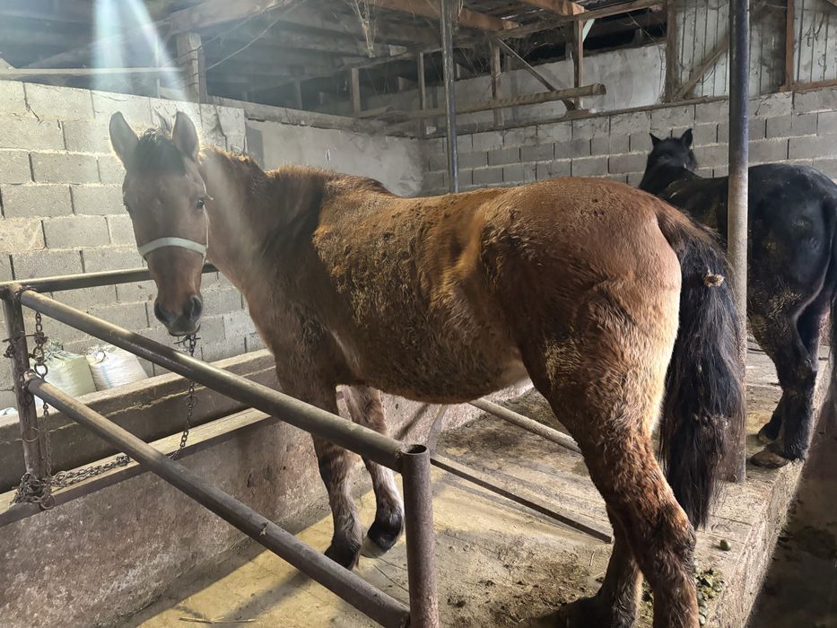 кобыла, лошадь