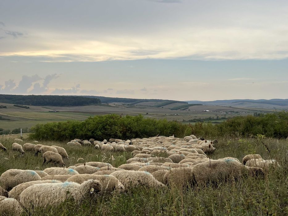 Vand 260 oi Tigaie / Cap negru de Teleorman
