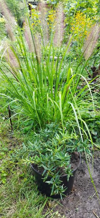 Пеннисетум лисохвостный,  Спирея "Вангутта",Бузульник, Лимонник