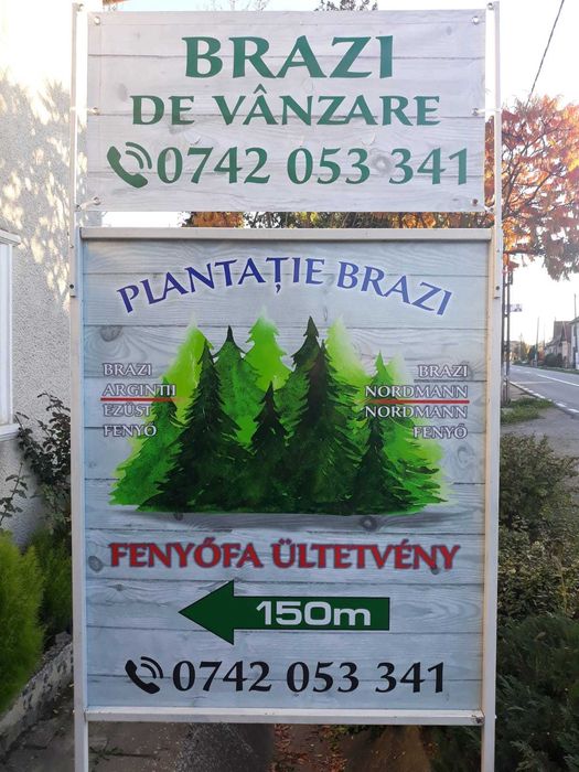 Vand Brazi de Craciun Normandian si Argintii din plantatie proprie