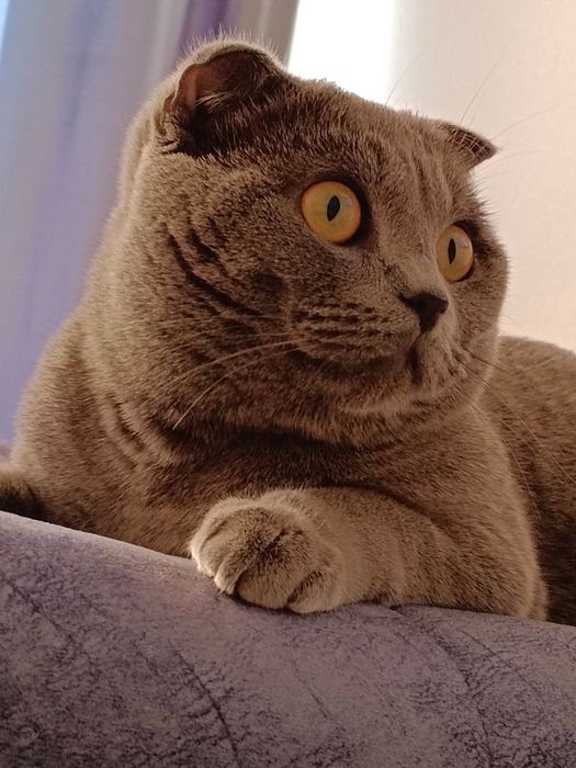 Отдам домашнего кота