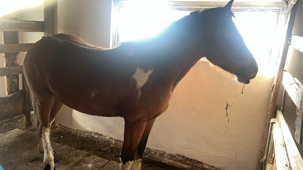 тайчиков с откорма