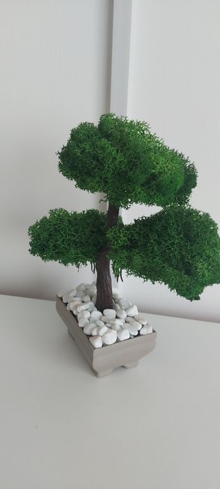 Bonsai din licheni