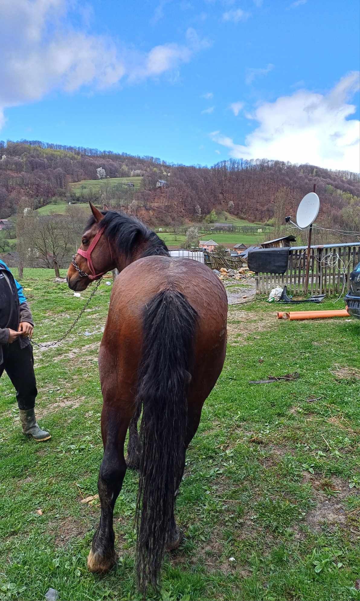 Armăsar de vanzare