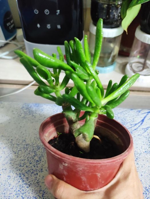 Распродажа декоративные комнатные растения