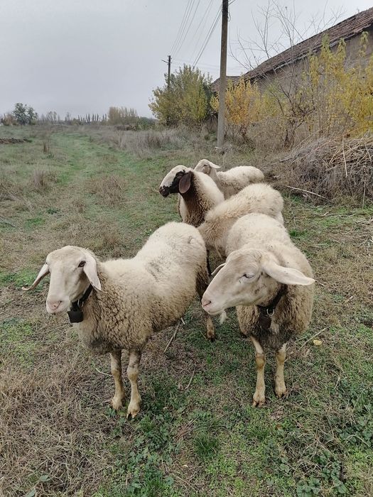 Продавам редовни овце