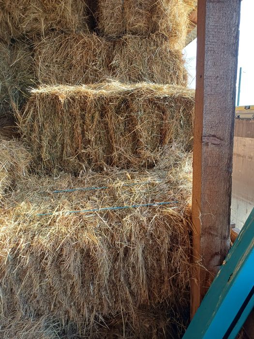 Baloti fan sau lucerna Rotunzi 40.Drept.500;Pomi Aluni Nuc.Castan.Afin