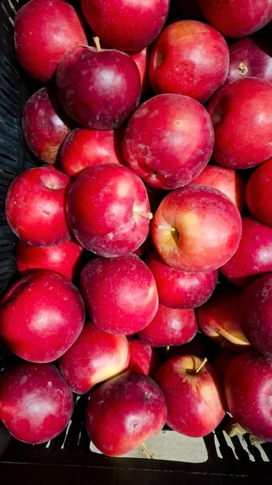 Яблоки высшего сорта!