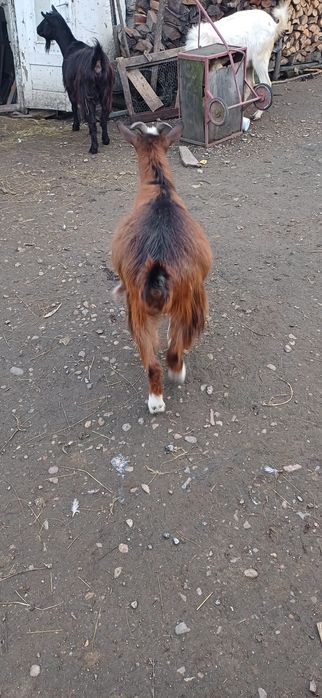 De vânzare 3 capre si un țap sannen
