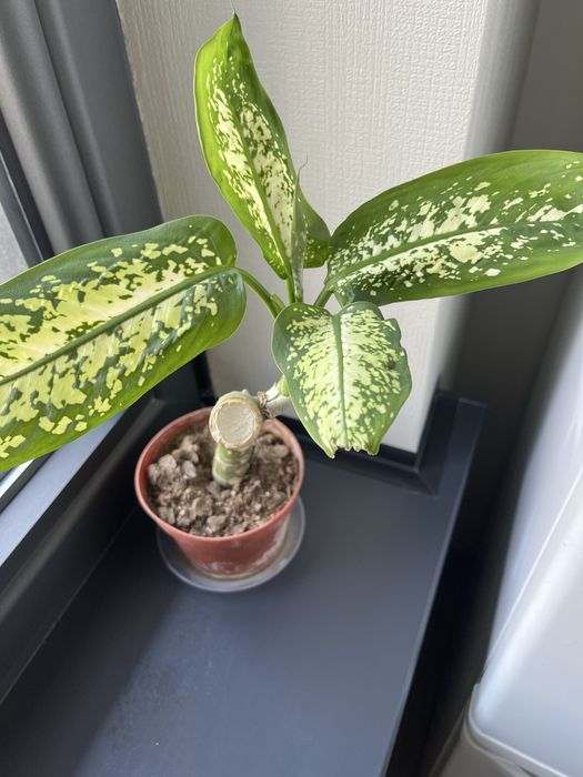 Продается диффенбахия