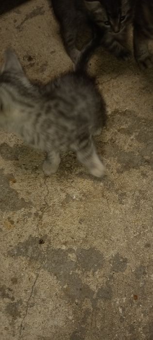 Подарявам много хубави котета!