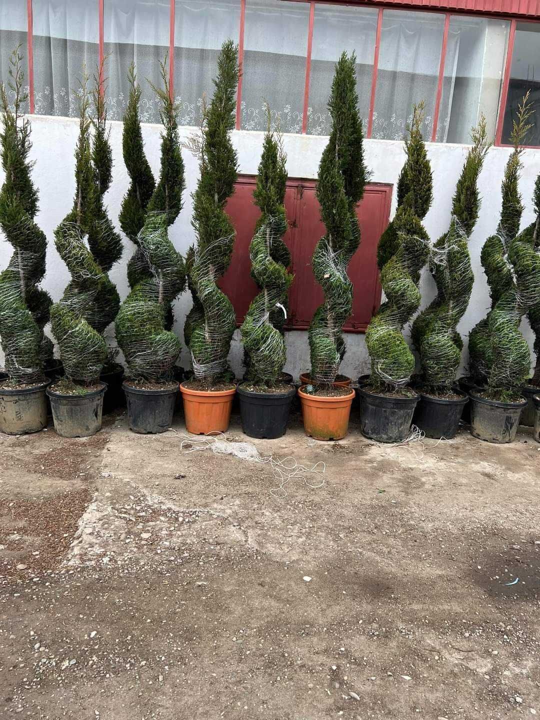 Leylandii Cupressocyparis 2.70-3m