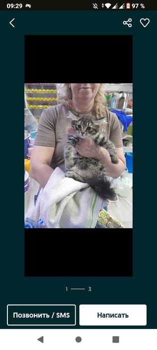 Отдам кота бесплатно срочно