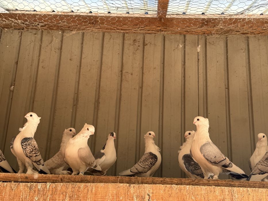 De vinzare porunbei satineti,americani ,gaini brahma