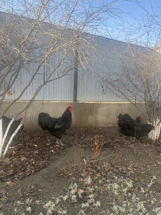 Австралорп инкуционный яйцо