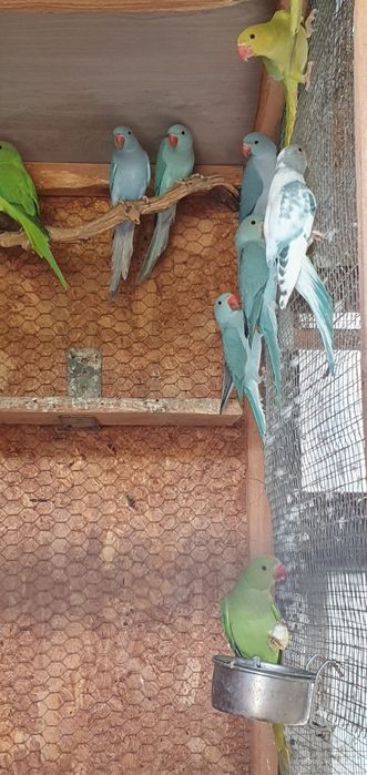 Vând micul alexandru