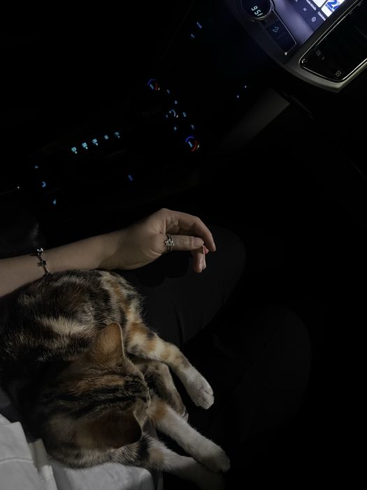 Котенок 3 месяца