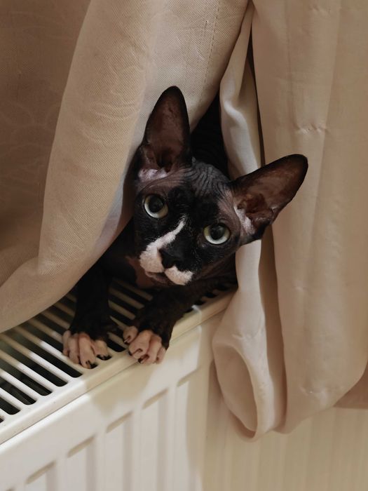 Pisica Sphinx femelă