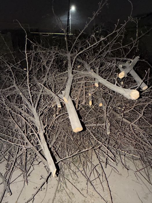 Отдам ветки плодовых деревьев