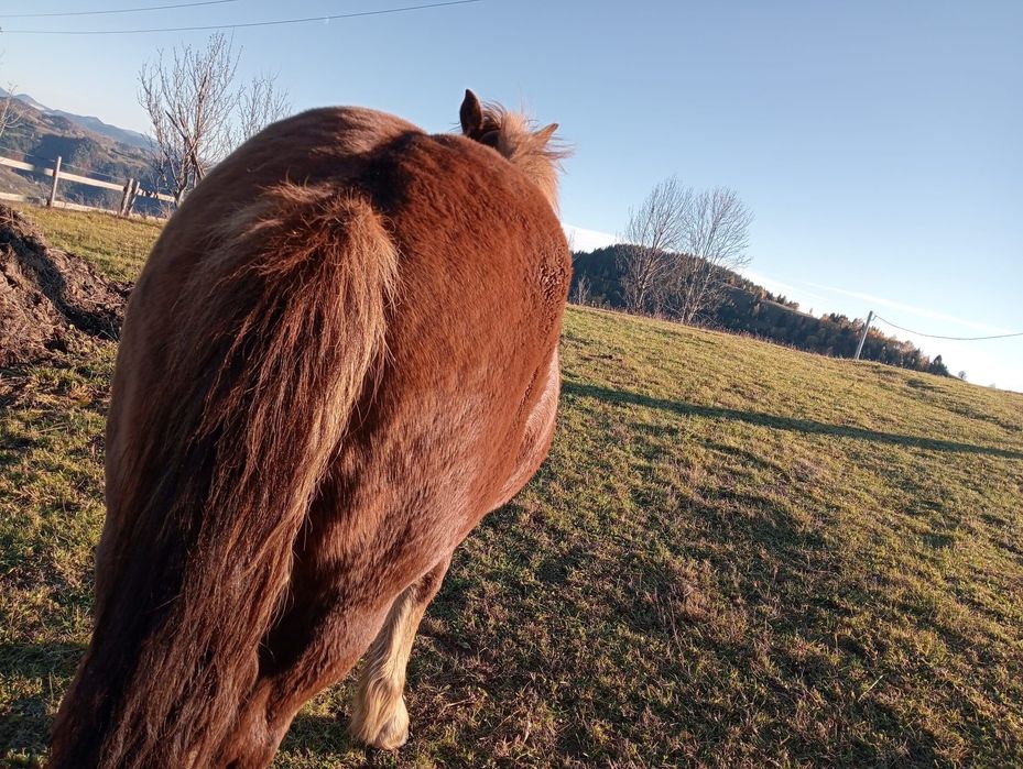 Mânz de vânzare 1 an și 5 luni