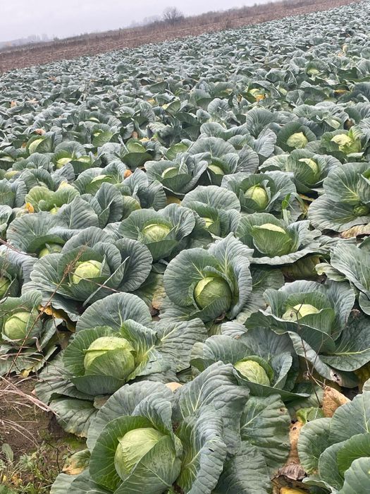 Varza bucharest si escazu