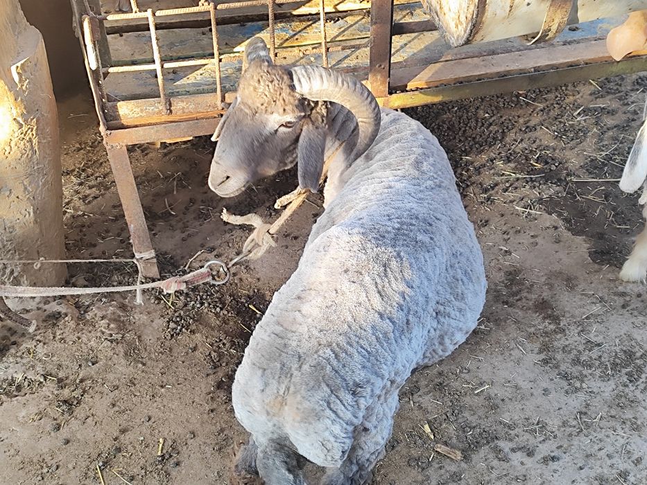 Қўчқор сотилади срочна