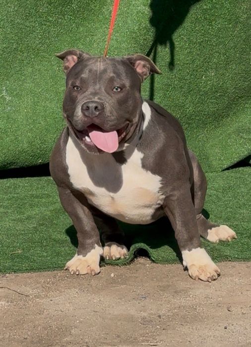 Американско були покет