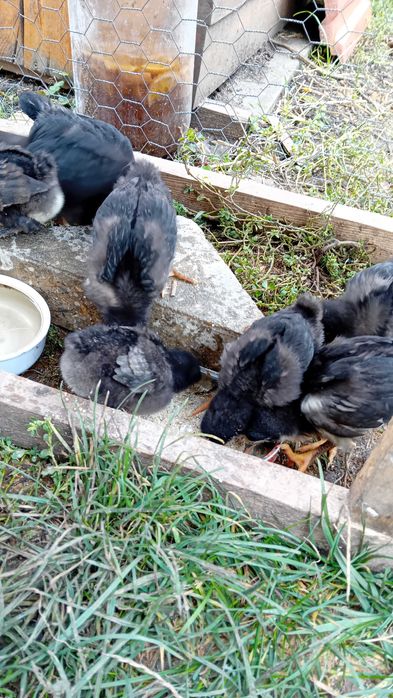 Pui găină cocoșei găini cocoși