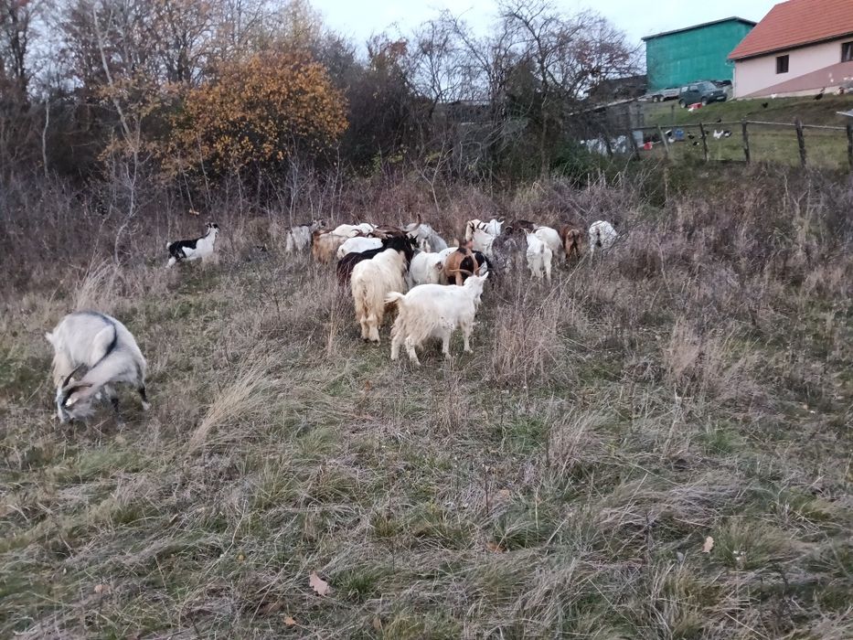 Capre foarte bune de vînzare