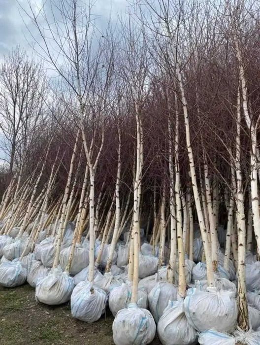 Plante Decorative Mari: Platan, Carpen, Mesteacăn | Calitate Extra