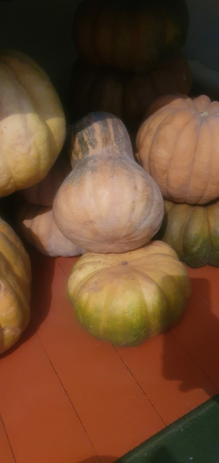Продам тыкву мантную