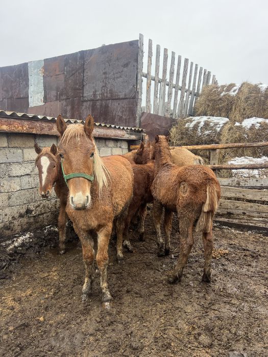 Продам жабагы два штуки