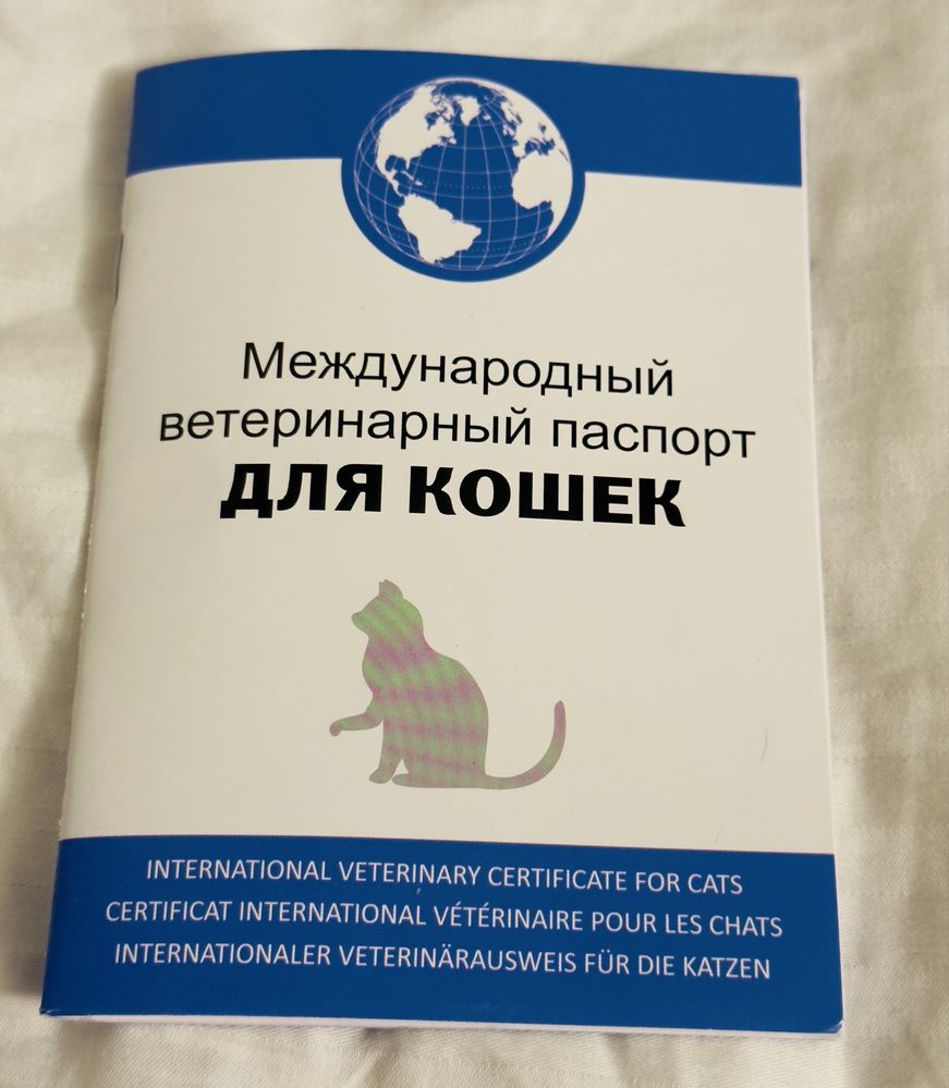 Кошка (котенок)100%(Чистокровная и Породисьая)