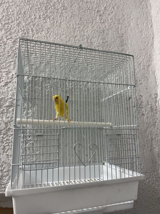 Kanareyka nar 11 oyli