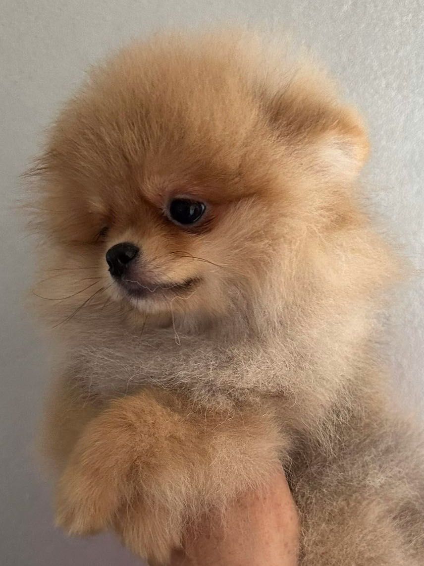 Pomeranian FCI pedigree