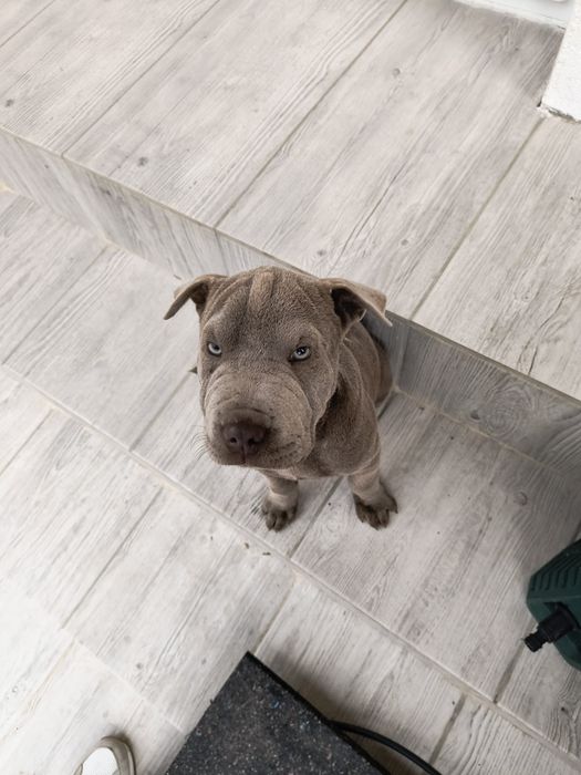 Vând Sharpei mascul