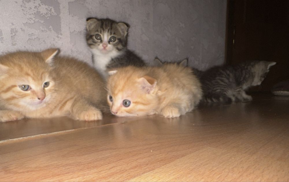 5 разнообразных и очень красивых котят