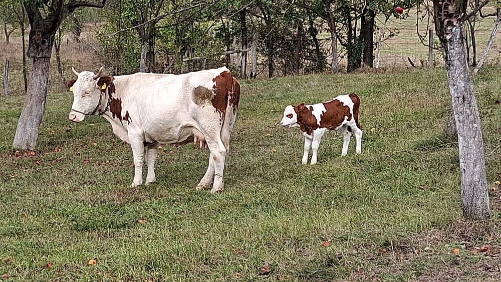 Vând vaca a 3-a fătare Baltata Românească