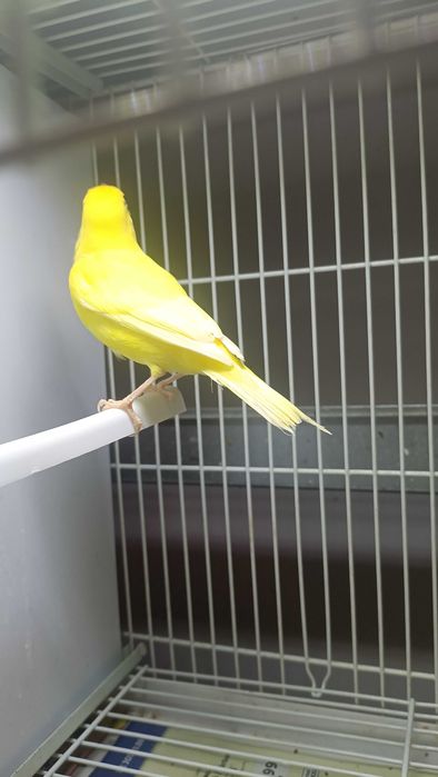 Vând canari 2025